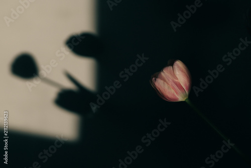 Pink tulip in window light and shadow