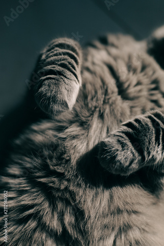 The shaggy paws of a gray cat