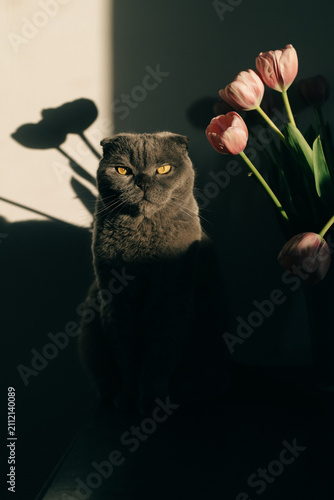Scottish Fold cat and tulip