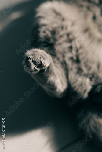 The shaggy paws of a gray cat