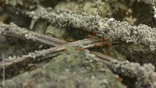 ants on a tree