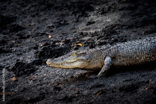 Tableau sur toile The saltwater crocodile is a crocodilian native to saltwater habitats, brackish wetlands and freshwater rivers from India's east coast across Southeast Asia and the Sundaland to northern Australia