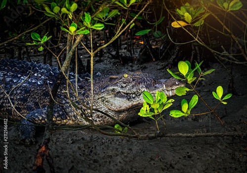 Tableau sur toile The saltwater crocodile is a crocodilian native to saltwater habitats, brackish wetlands and freshwater rivers from India's east coast across Southeast Asia and the Sundaland to northern Australia
