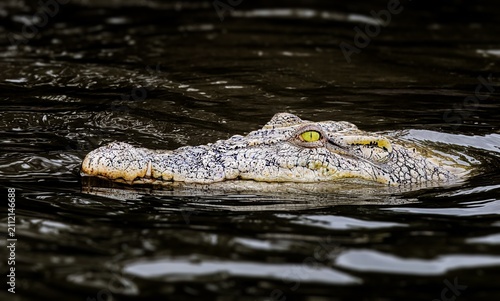 The saltwater crocodile is a crocodilian native to saltwater habitats, brackish wetlands and freshwater rivers from India's east coast across Southeast Asia and the Sundaland to northern Australia.
