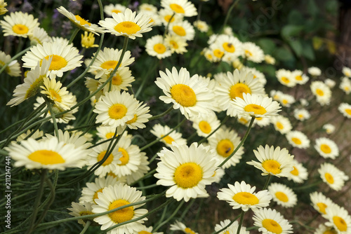 фотографія Yellow Anthemis tinctoria, also known as dyer's chamomile or oxeye chamomile ‘Sauce Hollandaise’ in flower