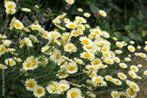 Yellow Anthemis tinctoria, also known as dyer's chamomile or oxeye chamomile ‘Sauce Hollandaise’ in flower.