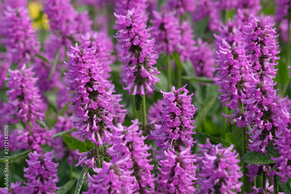 Fototapeta premium Purple Betonica officinalis, betony ‘Hummelo’ in flower.