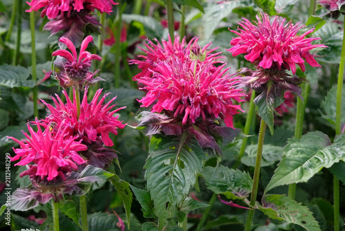 Deep purple Monarda ‘Fireball’, also known as Bee Balm or Bergamot, in flower.