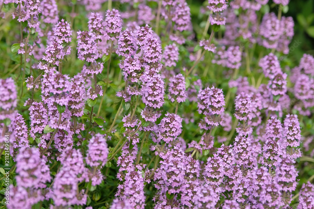 Fototapeta premium Thymus serpyllum, purple creeping thyme or Breckland thyme in flower.