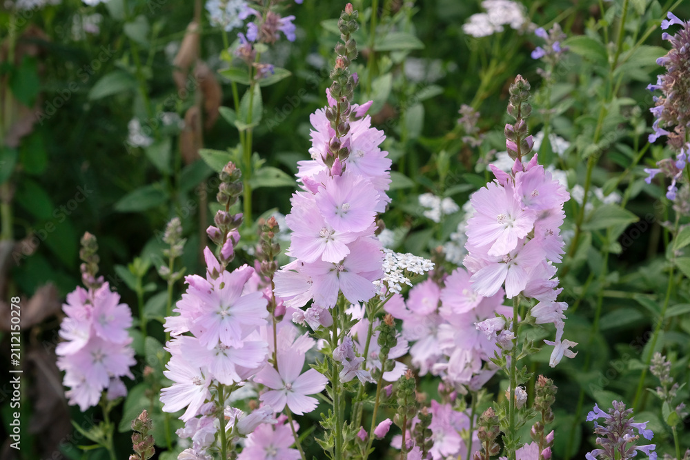 Fototapeta premium Pale pink Sidalcea ‘Elsie Heugh’ Prairie Mallow, in flower.