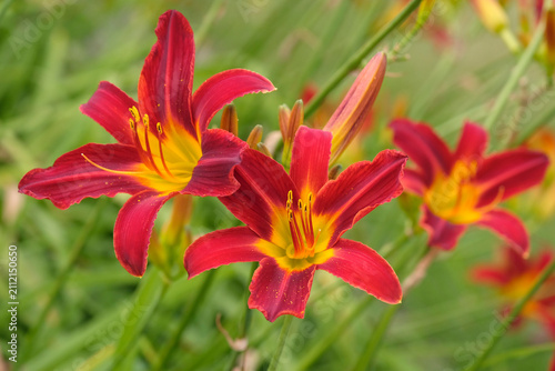 Bright red Hemerocallis ‘Stafford’ daylily, in flower.