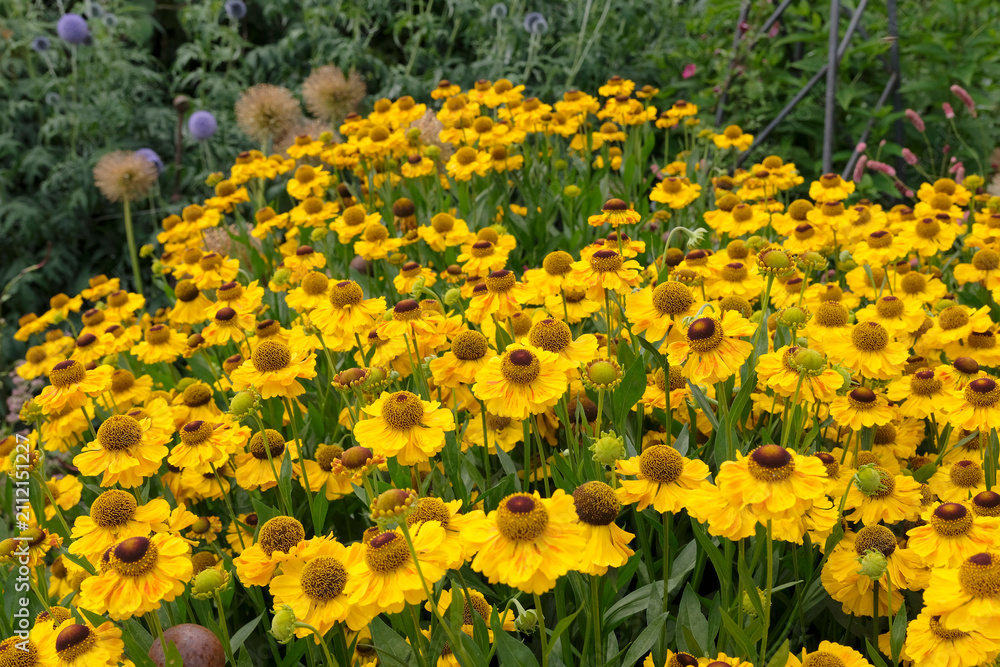 Obraz premium Yellow Helenium sneezeweed, ‘El Dorado’ in flower.