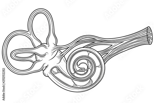 Fotografie Inner ear anatomy showing cochlea and semicircular canals
