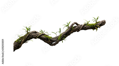 Branch Jungle twisted jungle branch with plant growing isolated on a transparent background Set against a pure solid white background RGB 255 to maximize extraction accuracy ensuring extreme