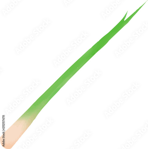 Watercolor Lemongrass Stalk Hand Drawn Herb Illustration