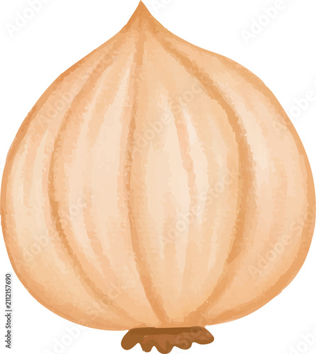 Watercolor Yellow Onion Bulb Vegetable Illustration