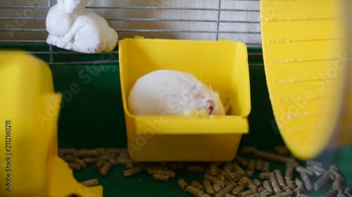 Cute Little White Dwarf Hamster Eating Food in Yellow Plastic Feeder Inside Pet Cage