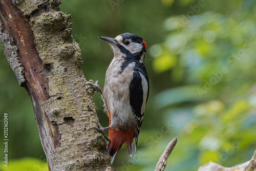 Great spotted woodpecker clings to a tree trunk in a forest setting