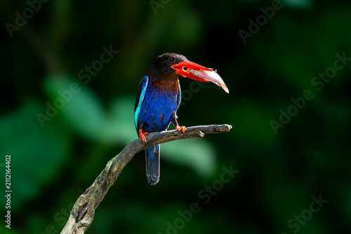 Foto A vibrant Javan kingfisher perches on a branch with a freshly caught fish in its red beak against a lush green background