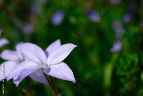 A magnificent macro photograph focusing on a beautiful delicate purple isotoma axillaris flower in a sunny spring garden