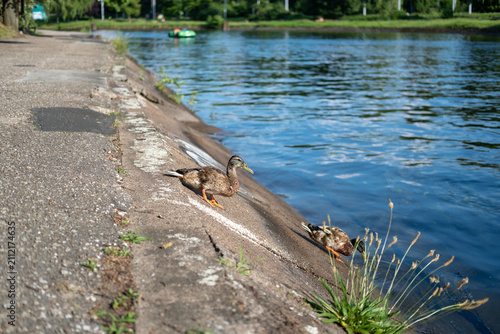 Canvas Print Female mallard duck standing on the edge of a concrete river embankment while another duck feeds in the water at an urban park in Bydgoszcz, Poland