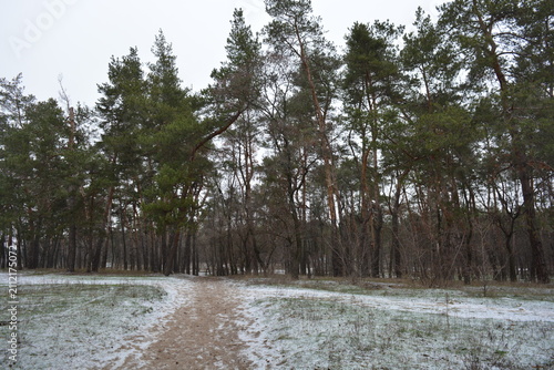 Small winter forest covered in a thin layer of snow, old green pines and dark brown, leafless trees in mid-December. Thin, wide sandy paths with frozen green grass, pine cones lying on the white snow.