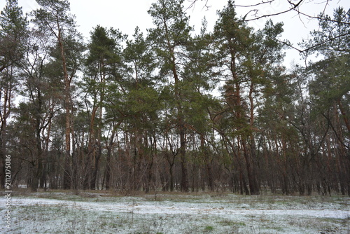 Small winter forest covered in a thin layer of snow, old green pines and dark brown, leafless trees in mid-December. Thin, wide sandy paths with frozen green grass, pine cones lying on the white snow.