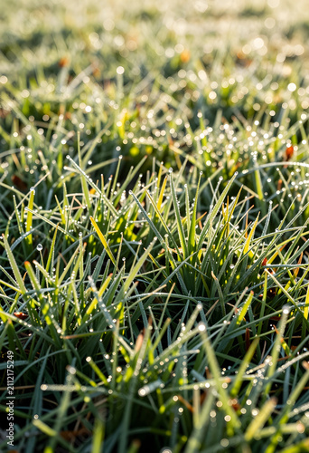 Fresh green grass blades co...