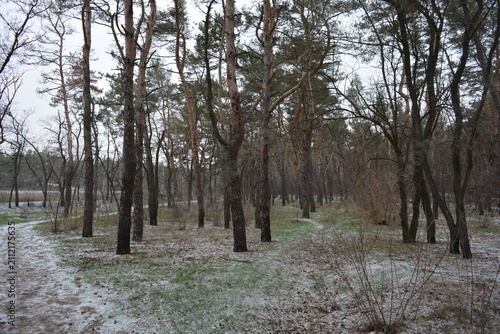 Small winter forest covered in a thin layer of snow, old green pines and dark brown, leafless trees in mid-December. Thin, wide sandy paths with frozen green grass, pine cones lying on the white snow.