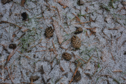 Beautiful, bright forest backdrop of large, fluffy white snowflakes in mid-December. Light brown pine cones lie with dry, long brown pine needles on a forest clearing with frozen green grass.