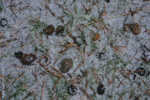 Beautiful, bright forest backdrop of large, fluffy white snowflakes in mid-December. Light brown pine cones lie with dry, long brown pine needles on a forest clearing with frozen green grass.