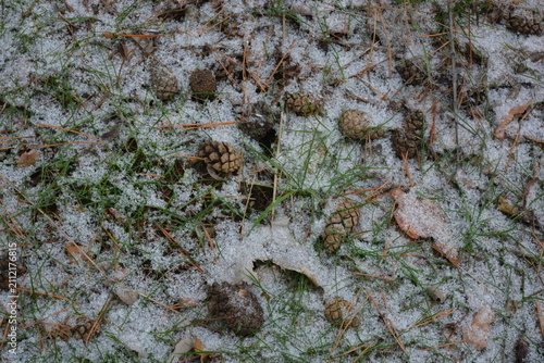 Beautiful, bright forest backdrop of large, fluffy white snowflakes in mid-December. Light brown pine cones lie with dry, long brown pine needles on a forest clearing with frozen green grass.