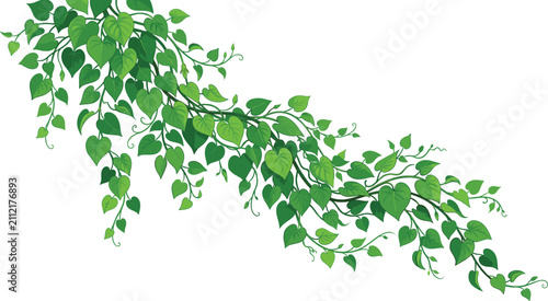 Bild auf Leinwand Green ivy vine botanical illustration with heart-shaped leaves and curling tendr