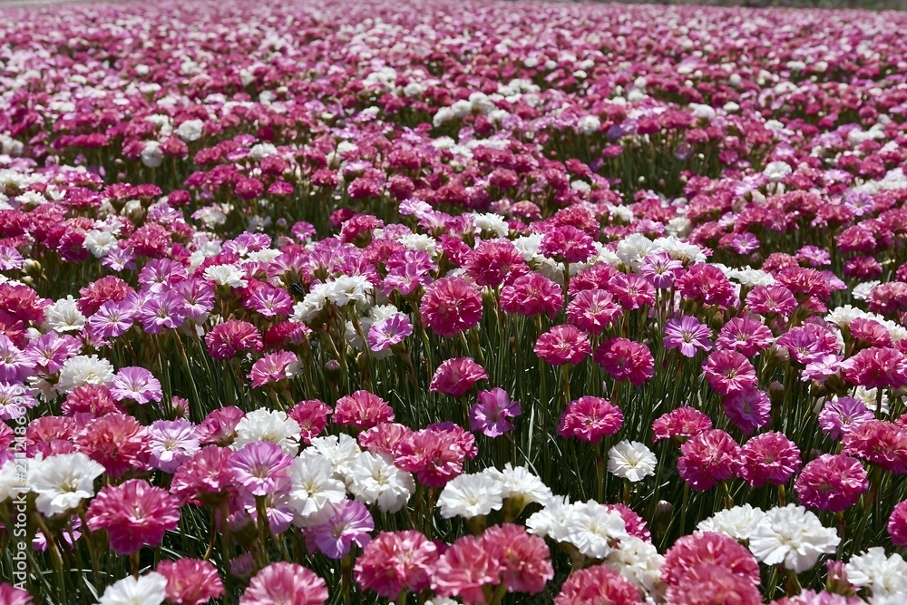 Obraz premium A large field filled with blooming pink and white carnation flowers