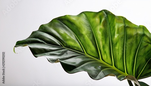 Green Tropical Plant Alocasia With Large Leaves On A White Background