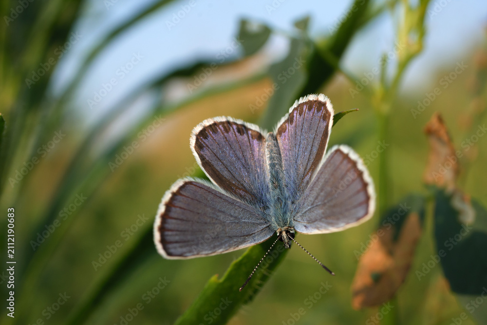 Fototapeta premium Idas blue Northern blue Plebejus idas butterfly