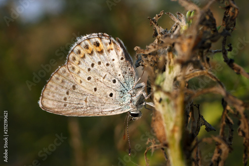 Idas blue Northern blue Plebejus idas butterfly