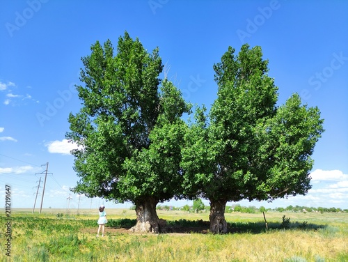 Lonely tree in a green sunny meadow under a blue sky