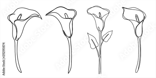 Bild auf Leinwand Set of four elegant calla lily flowers drawn in a continuous line art style isol