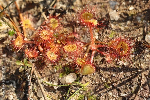 Rundblättriger Sonnentau (Drosera rotundifolia)