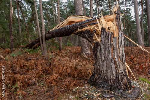 Fotografía Forêt après une tempête. Pin sylvestre cassé et vrillé