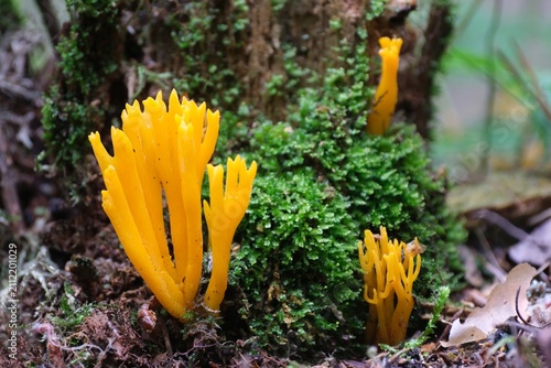 Amazing forest mushroom looks like flames - Calocera viscosa