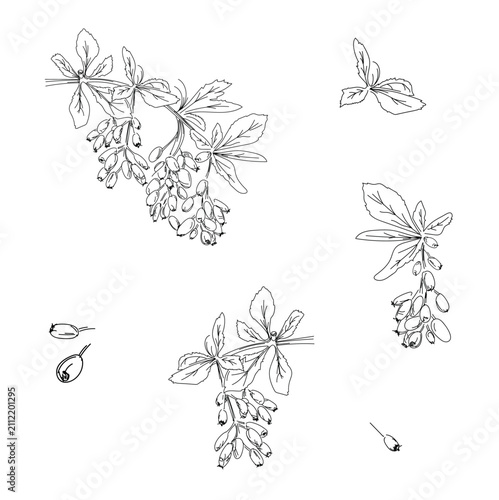 Isolated hand drawn vector barberry branches with berries and leaves. Botanical concept perfect for herbal tea packaging, cosmetics or culinary.