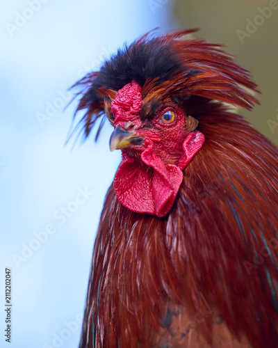 Obraz na plátně Striking red rooster with a distinctive black and red feathered crest, alert eye, and vibrant wattles, captured in a close-up against a soft blue sky