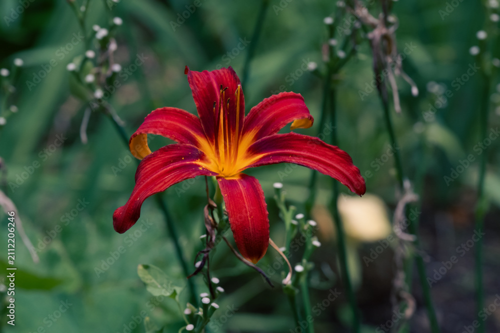 Fototapeta premium Flores que aun viven en verano