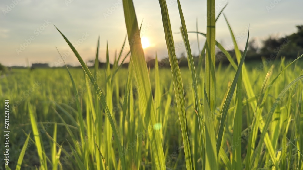 Obraz premium Lush green field of grass bathed in warm golden sunlight