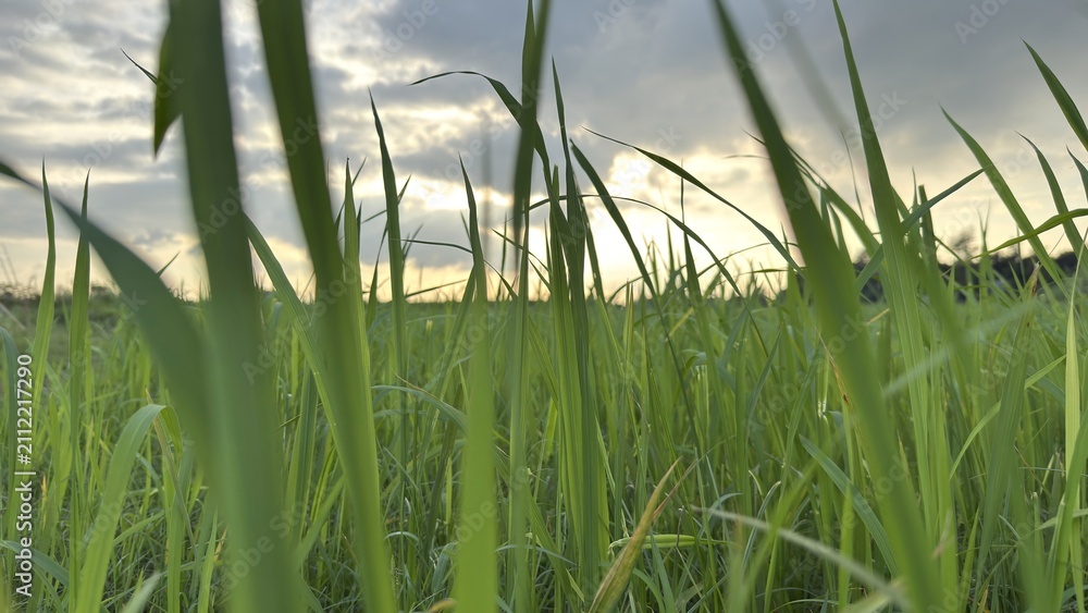 Fototapeta premium Lush green grass fills a field during golden hour