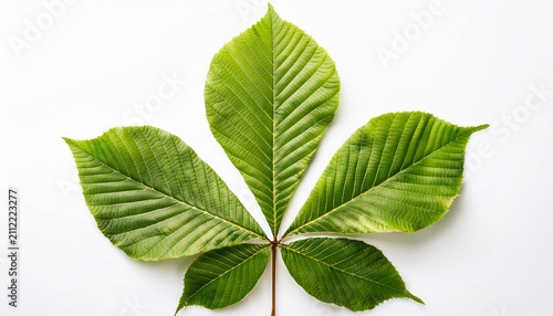A Whole Single Horse Chestnut Leaf Isolated On A Transparent Background