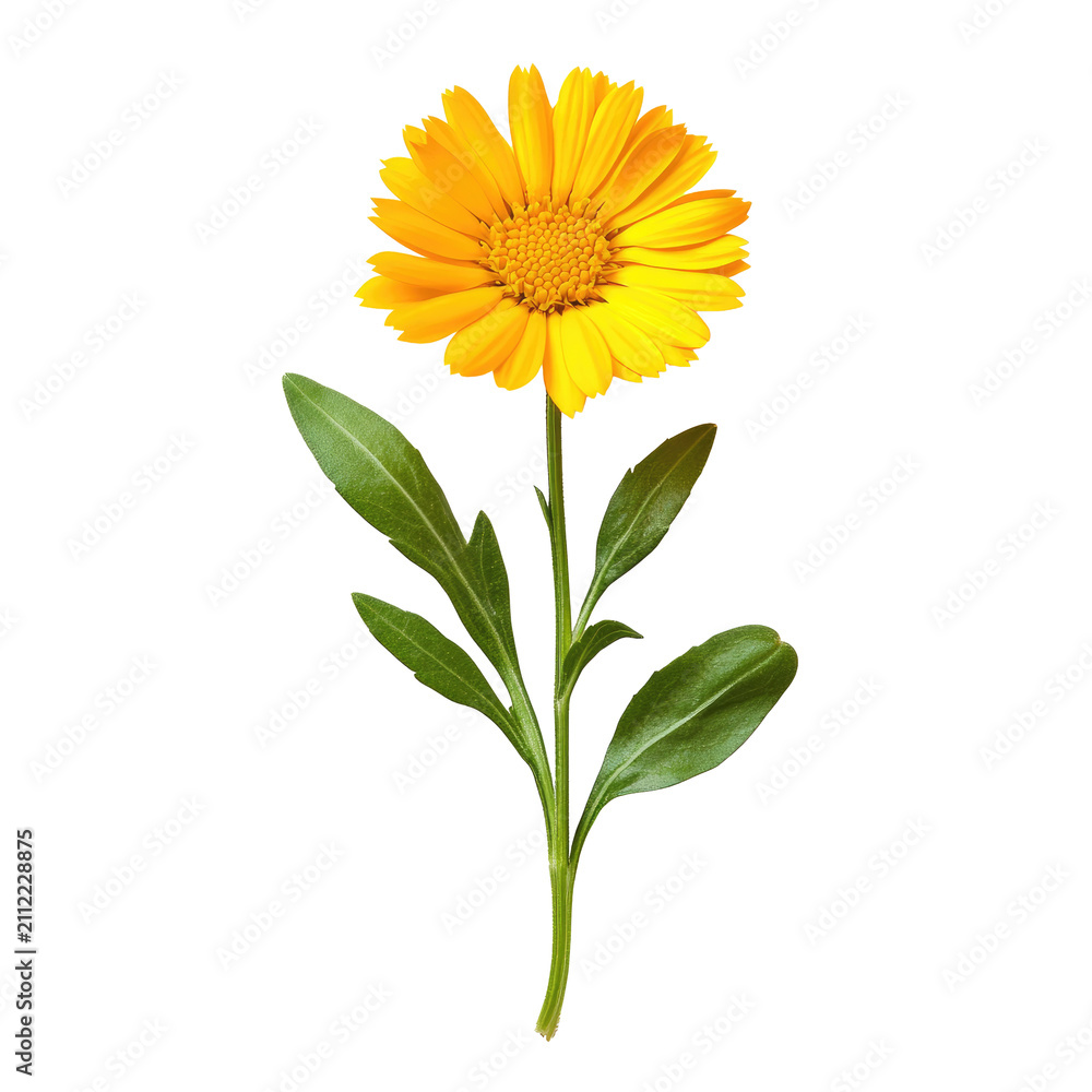 Fototapeta premium A single yellow flower with a prominent orange center, surrounded by a sprig of mint leaves. The flower is placed in the lower left corner against a plain white background