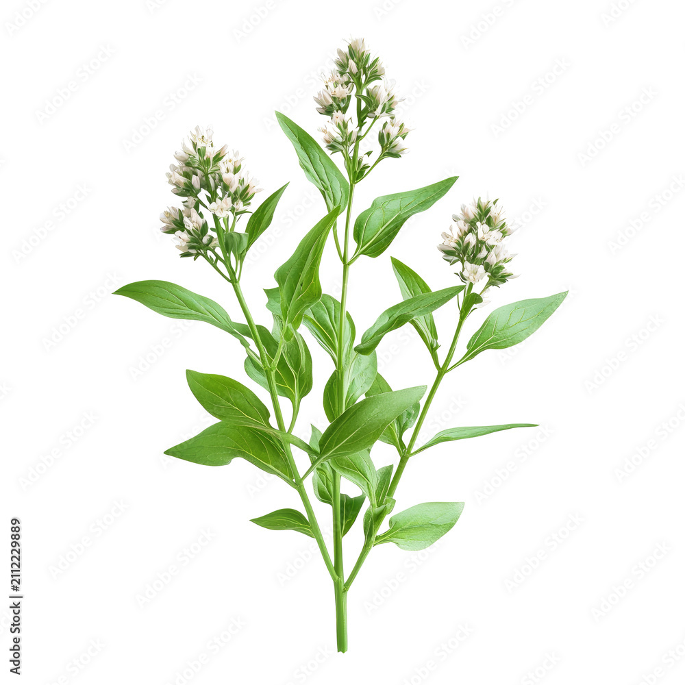 Fototapeta premium A single branch of fresh peppermint leaves, which is a common ingredient used in cooking and herbal medicine for its cooling effect and aroma.